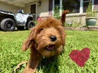 Lucy , a female Irish Doodle for sale in Lake Station, IN – 4 of 6