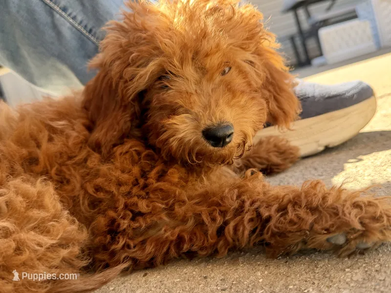 Ethel – Irish Doodle puppy for sale in Lake Station, IN