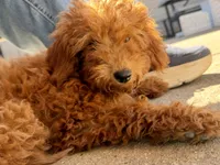 Ethel, a female Irish Doodle for sale in Lake Station, IN – 1 of 5
