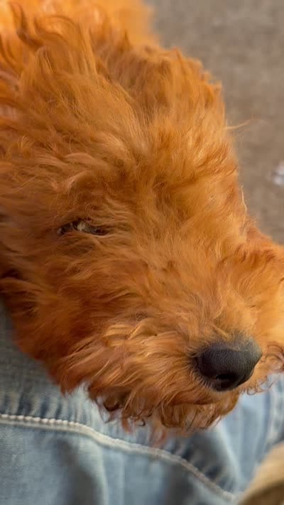 Ethel, a female Irish Doodle for sale in Lake Station, IN – 5 of 5