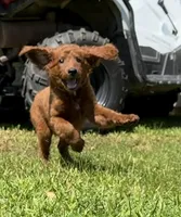 Red, a male Irish Doodle for sale in Lake Station, IN – 2 of 5
