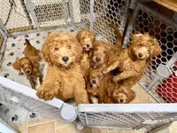 Louie, a male Irish Doodle for sale in Lake Station, IN – 3 of 3