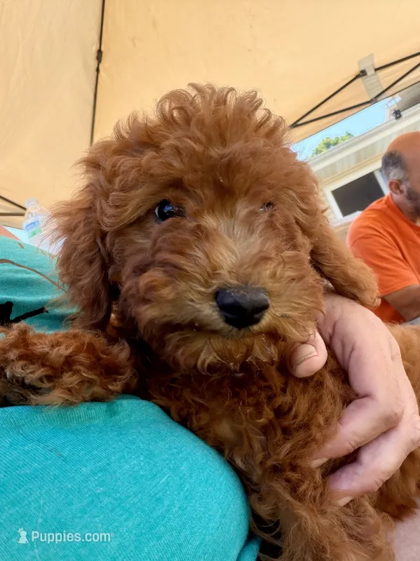 Louie – Irish Doodle puppy for sale in Lake Station, IN