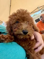 Louie, a male Irish Doodle for sale in Lake Station, IN – 1 of 3