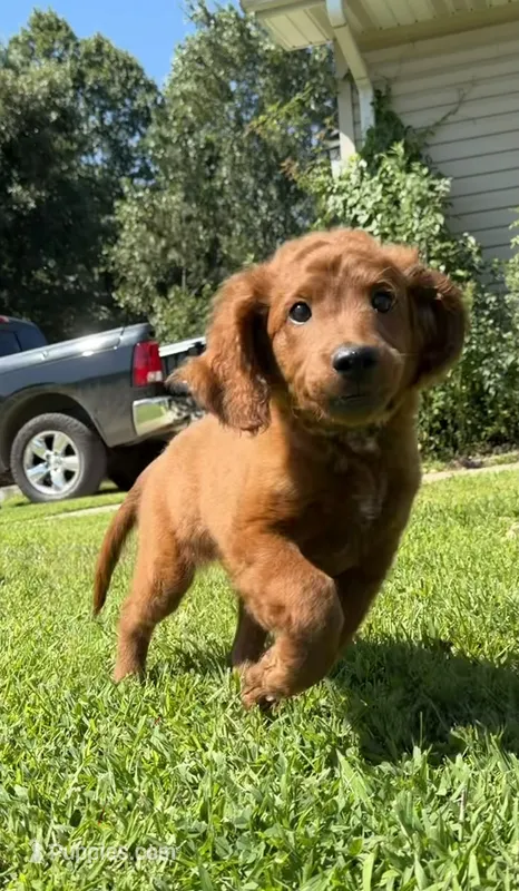 Red – Irish Doodle puppy for sale in Lake Station, IN