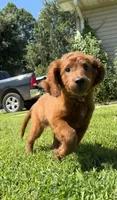 Red, a male Irish Doodle for sale in Lake Station, IN – 1 of 5