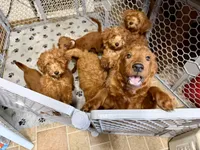 Red, a male Irish Doodle for sale in Lake Station, IN – 5 of 5