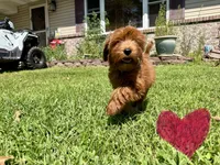 Lucy , a female Irish Doodle for sale in Lake Station, IN – 2 of 6
