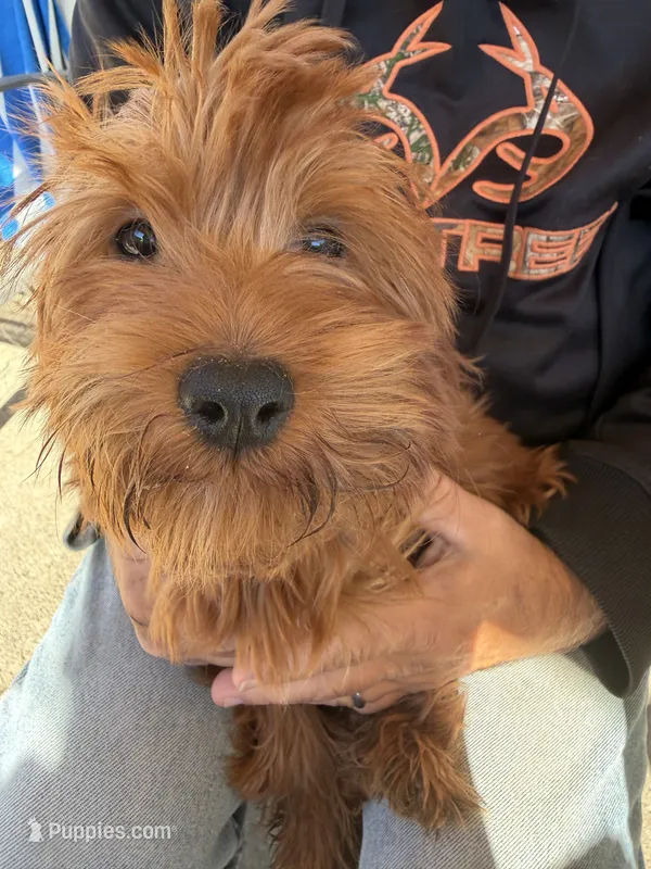 Lucy  – Irish Doodle puppy for sale in Lake Station, IN