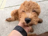 Louie, a male Irish Doodle for sale in Lake Station, IN – 2 of 3