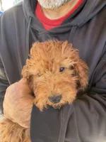 Ethel, a female Irish Doodle for sale in Lake Station, IN – 2 of 5