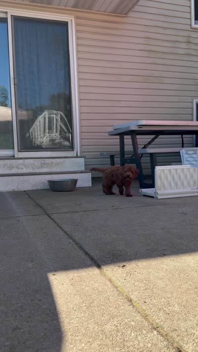 Lucy , a female Irish Doodle for sale in Lake Station, IN – 6 of 6