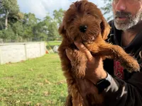 Lucy , a female Irish Doodle for sale in Lake Station, IN – 3 of 6