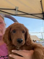 Red, a male Irish Doodle for sale in Lake Station, IN – 3 of 5