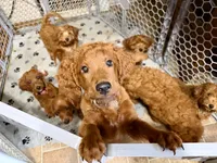 Red, a male Irish Doodle for sale in Lake Station, IN – 4 of 5