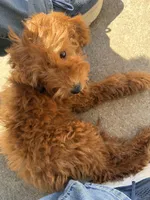 Ethel, a female Irish Doodle for sale in Lake Station, IN – 4 of 5