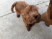 Lucy , a female Irish Doodle for sale in Lake Station, IN – 5 of 6