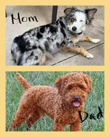 Mini Aussiedoodle, a female Miniature Aussiedoodle for sale in Teutopolis, IL – 2 of 2