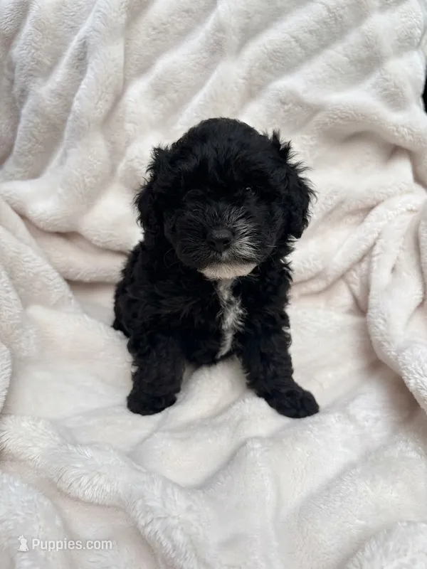 Mini Aussiedoodle – Miniature Aussiedoodle puppy for sale in Teutopolis, IL