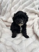Mini Aussiedoodle, a female Miniature Aussiedoodle for sale in Teutopolis, IL – 1 of 2