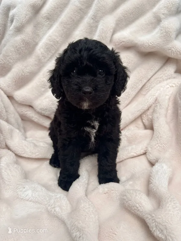 Mini Aussiedoodle – Miniature Aussiedoodle puppy for sale in Teutopolis, IL