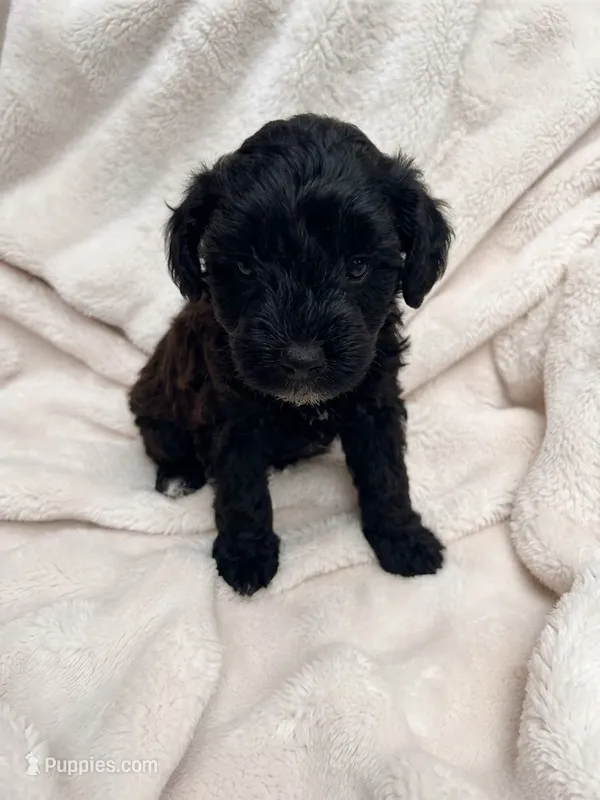 Mini Aussiedoodle – Miniature Aussiedoodle puppy for sale in Teutopolis, IL