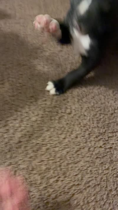 Lulu , a male American Pit Bull Terrier for sale in Lansing, MI – 5 of 5
