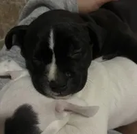 Lulu , a male American Pit Bull Terrier for sale in Lansing, MI – 3 of 5