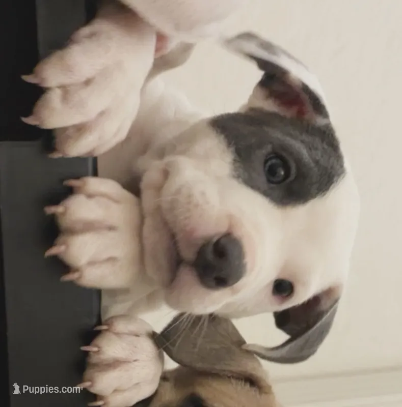 Love  – American Pit Bull Terrier puppy for sale in Lansing, MI
