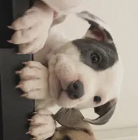 Love , a male American Pit Bull Terrier for sale in Lansing, MI – 1 of 3