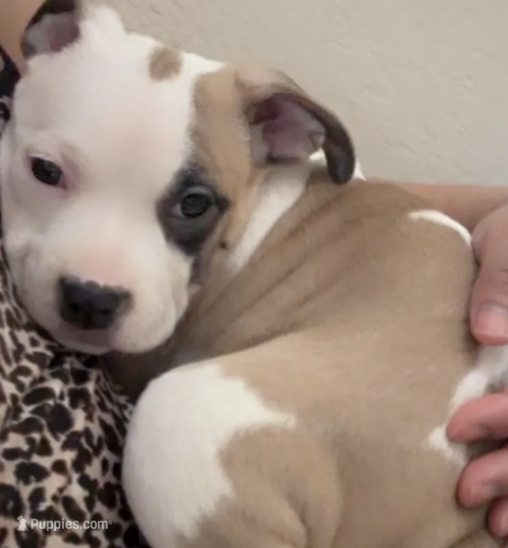 Sweetie , a female American Pit Bull Terrier for sale in Lansing, MI – 1 of 5