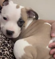 Sweetie , a female American Pit Bull Terrier for sale in Lansing, MI – 1 of 5