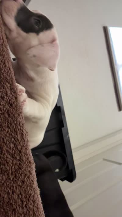 Patch , a female American Pit Bull Terrier for sale in Lansing, MI – 5 of 5