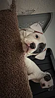 Patch , a female American Pit Bull Terrier for sale in Lansing, MI – 3 of 5