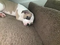 Sweetie, a female American Pit Bull Terrier for sale in Grand Rapids, MI – 5 of 6