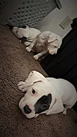 Patch , a female American Pit Bull Terrier for sale in Lansing, MI – 2 of 5