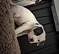 Love , a male American Pit Bull Terrier for sale in Lansing, MI – 2 of 3