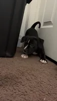 Lulu , a male American Pit Bull Terrier for sale in Lansing, MI – 4 of 5