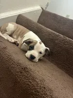 Sweetie , a female American Pit Bull Terrier for sale in Lansing, MI – 5 of 5