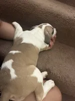 Sweetie, a female American Pit Bull Terrier for sale in Grand Rapids, MI – 2 of 6