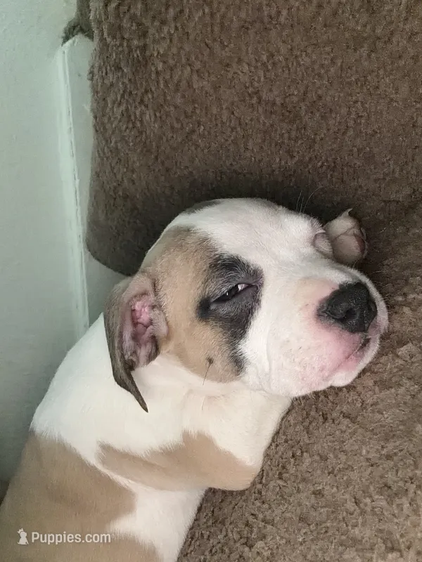 Sweetie – American Pit Bull Terrier puppy for sale in Grand Rapids, MI