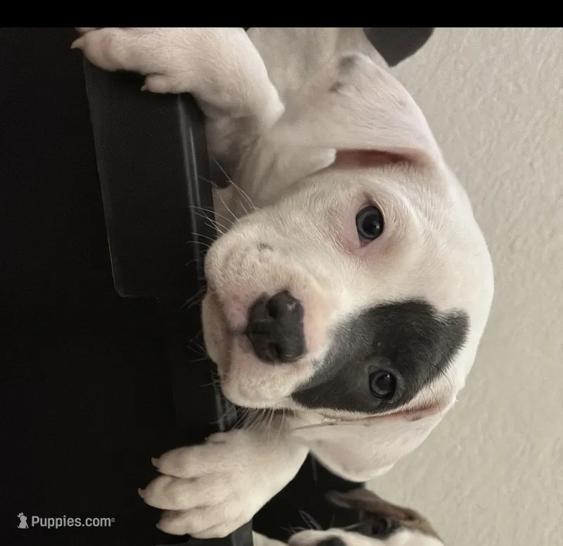 Patch  – American Pit Bull Terrier puppy for sale in Lansing, MI