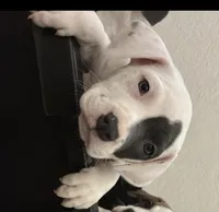 Patch , a female American Pit Bull Terrier for sale in Lansing, MI – 1 of 5