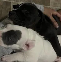 Lulu , a male American Pit Bull Terrier for sale in Lansing, MI – 2 of 5