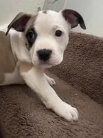 Sweetie, a female American Pit Bull Terrier for sale in Grand Rapids, MI – 3 of 6