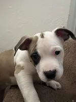 Sweetie , a female American Pit Bull Terrier for sale in Lansing, MI – 3 of 5