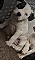 Love , a male American Pit Bull Terrier for sale in Lansing, MI – 3 of 3