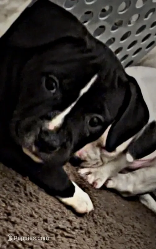 Lulu  – American Pit Bull Terrier puppy for sale in Lansing, MI