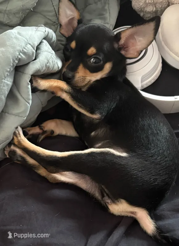 Princess  – Miniature Pinscher puppy for sale in Fall River, MA