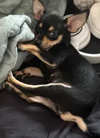 Princess , a female Miniature Pinscher for sale in Fall River, MA – 1 of 3